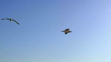 gaivota vôo em uma ensolarado dia video