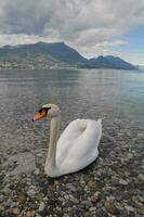 un cisne es sentado en el apuntalar de un lago foto