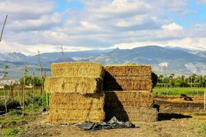bales of hay stacked in a field with mountains in the background photo