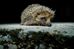 un erizo es sentado en el suelo a noche foto