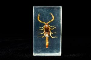 a scorpion is displayed in a glass box photo