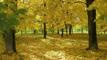 giallo acero alberi e fogliame su terra nel parco nel autunno a soleggiato giorno. raggi di sole siamo andando attraverso le foglie. telecamera è in movimento inoltrare lentamente. steadicam sparo. video