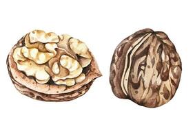 Walnut watercolor isolated on white background.Grain protein. vector