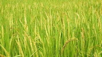 The wind blows the rice plants video