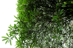 Geäst und Blätter von ein Frangipani Baum auf ein transparent Hintergrund. png