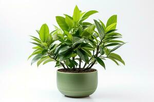 A beautiful indoor green plant emphasizing serenity in living spaces isolated on a white background photo