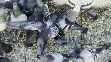 Palomas aves animales alimentándose en el suelo video