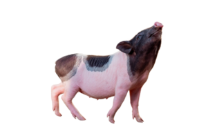 png archivo formato, lleno de smilling bebé silbido y negro cerdito aislado en transparente fondo, salvaje Jabali cachorro