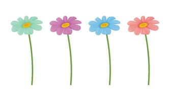 Vector realistic colorful chrysanthemum flowers casting shadow on white background-01