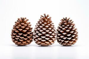 Snow capped pine cones representing winter wildlife isolated on a white background photo