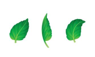 Vector various shapes and forms of green leaves set