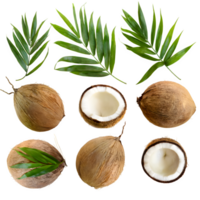 Set coconut fruit and sliced with leaves png on isolated transparent background