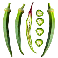 Set fresh okra and sliced png on isolated transparent background