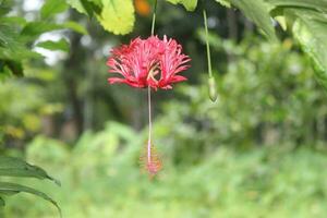 Blossom of hibiscus schizopetalus flower on tree photo