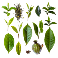 set green tea leaves on isolated transparent background png