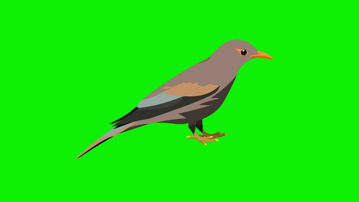 Bird Green Screen Stock Video Footage for Free Download