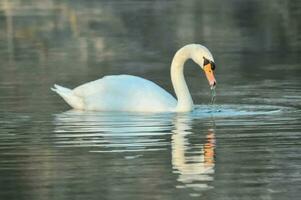 a swan is swimming in the water photo