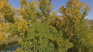 drone métrage de rivière et arbre dans l'automne saison video