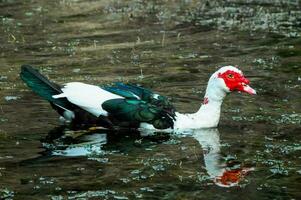 un blanco y rojo Pato nadando en el agua foto