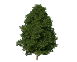 hoch Qualität Baum transparent Bild png