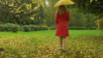 ung smal kvinna i röd dölja med gul paraply är gående på en gräsmatta med fallen löv i parkera i regnig dag. långsam rörelse. kamera rör på sig. tillbaka se. steadicam skott. video
