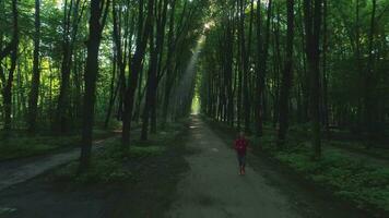 Jeune femme le jogging dans magnifique vert ruelle dans le ensoleillé Matin. rayons de soleil aller par des arbres. drone en volant dos. aérien voir. video