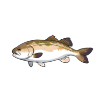 Cod Fish Hand Drawn Cartoon Style Illustration AI Generated png