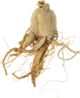 ginseng Couper en dehors sur transparent Contexte. png