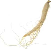 ginseng cut out on transparent background. png