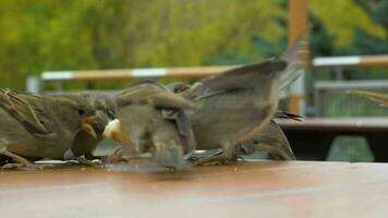 grupo de gorriones son luchando para un pan miga en el mesa. de cerca vista. lento movimiento. video