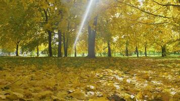 Gelb Ahorn Bäume und Laub auf Boden im Park im Herbst beim sonnig Tag. Sonnenstrahlen sind gehen durch Blätter. horizontal Panorama- Schuss. 60 fps. video