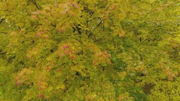 fuco è volante verso l'alto strettamente per giallo acero alberi nel autunno. aereo Visualizza. video