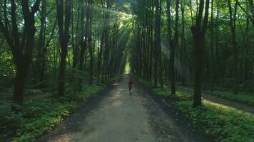 giovane donna con lungo capelli jogging nel bellissimo verde vicolo nel il soleggiato mattina. raggi di sole partire attraverso alberi. fuco volante inoltrare e verso l'alto. aereo Visualizza. video