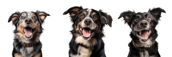 Cute playful and adroable dog transparent background AI Generative png