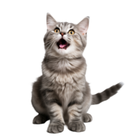 mignonne espiègle et adorable chat transparent Contexte ai génératif png