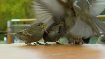 Sparrows are fighting for bread crumb on the table. Close-up view. Slow motion. video