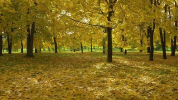 Yellow maple trees and foliage on ground in park in autumn at sunny day. Vertical panning. video