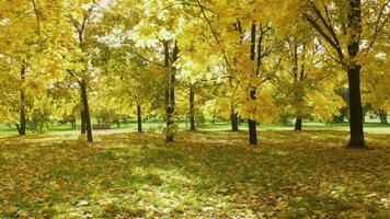 amarillo vistoso arce hojas en arboles y follaje en suelo en parque en otoño a soleado día. luz de sol es yendo mediante hojas. cámara es Moviente adelante despacio. Steadicam disparo. video