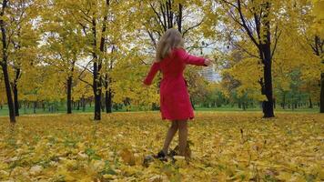 jong slank vrolijk mooi Kaukasisch vrouw in rood mantel is wandelen Aan gedaald geel bladeren en spinnen in de omgeving van in herfst park. steadicam laag hoek vol schot. langzaam beweging. camera is in aansluiting op model. video