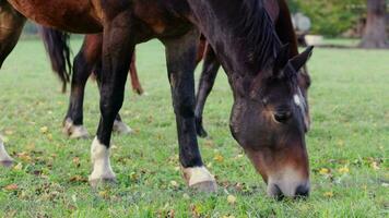 langzaam beweging paard aan het eten in met gras begroeid veld. twee bruin groot paarden en een wit paard aan het eten grassen Aan de grond in de boerderij. mooi landbouw zoogdier begrazing concept. video