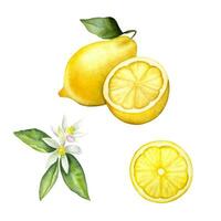 Hand drawn watercolor vector isolated lemons. Watercolor botanical lemons on the white background. Watercolor lemon, lemon flower, slice of lemon.