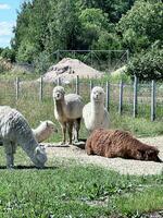 a group of alpacos in a fenced in area photo