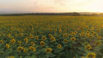 girassóis campo às pôr do sol e colorida céu. zangão é vôo para trás às baixo ângulo. aéreo visualizar. video