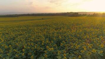 Sunflowers field at sunset and colorful sky. Drone is flying forward. Aerial view. video