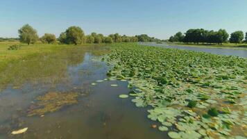 niedrig Winkel fliegend nach vorne Über Grün Wasser Lilien. Antenne Sicht. video