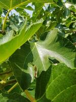 Lush fig leaves in the daylight photo