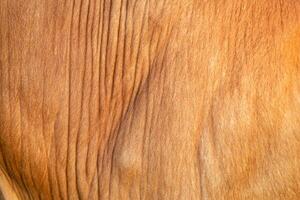 Background for design,texture wool, cow skin photo