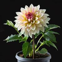 Dahlia flower, potted plants, AI Generative photo