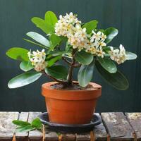 Fagraea fragrans flower, potted plants, AI Generative photo