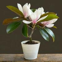 Magnolia coco flowers, potted plants, AI Generative photo